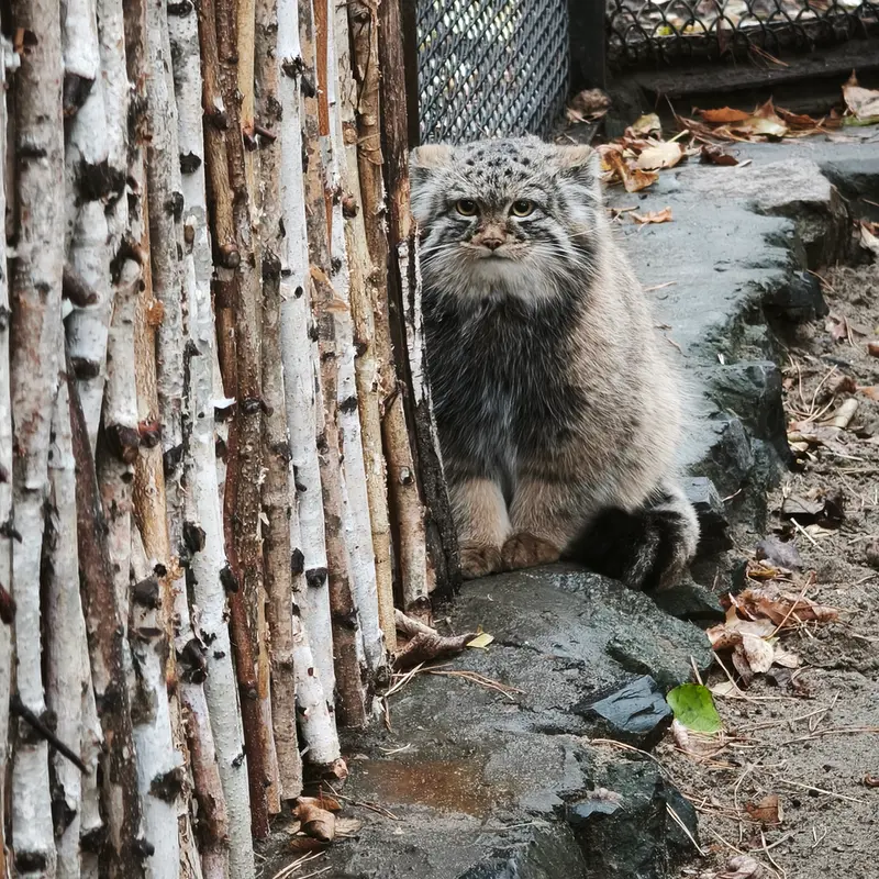 ノヴォシビルスク動物園のアデルの息子（2026年生まれ）Ⅲの写真