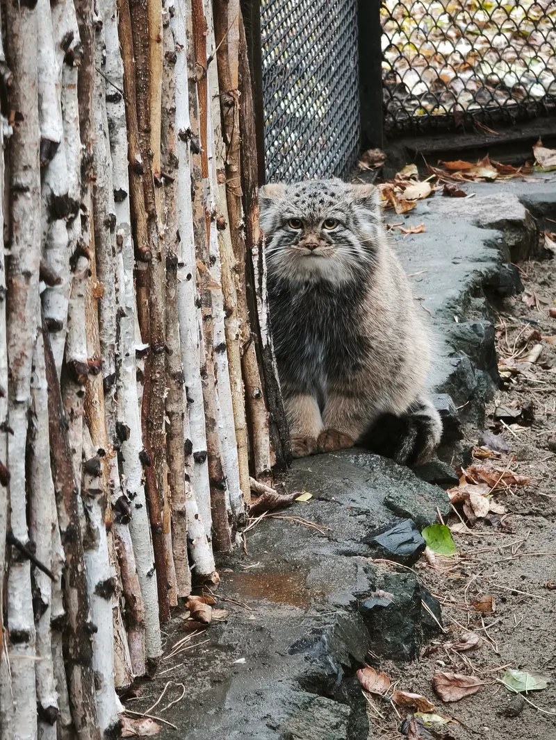 ノヴォシビルスク動物園のアデルの息子（2026年生まれ）Ⅲの写真