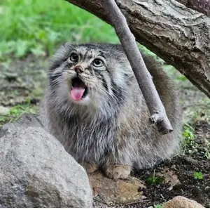 マヌルネコの写真