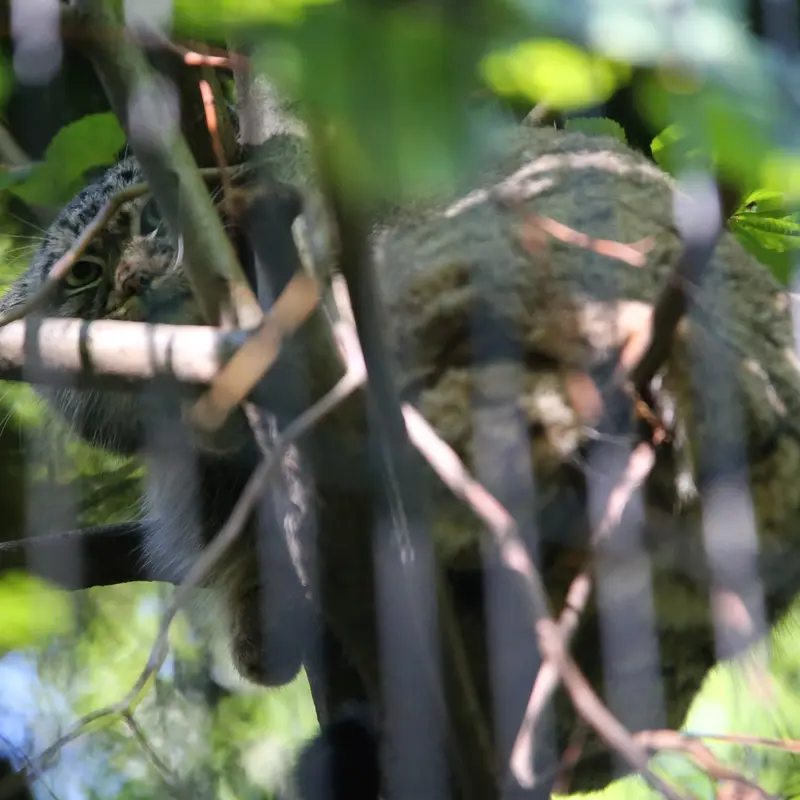 クラクフ動物園のツァスの写真