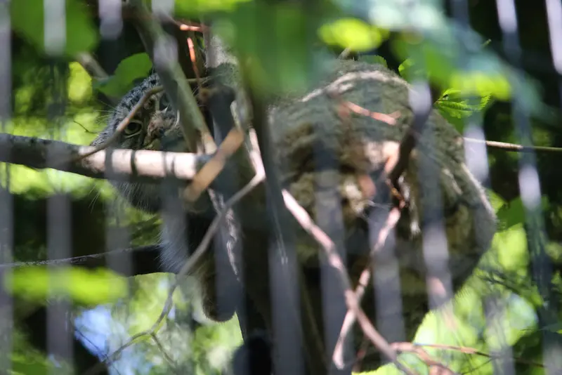 クラクフ動物園のツァスの写真