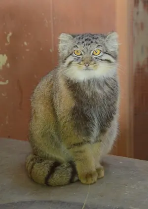 埼玉県こども動物自然公園のプリームラの写真