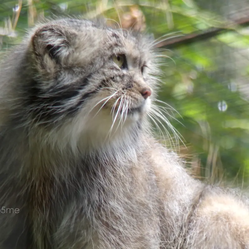 グダニスク動物園のマヌエルの写真
