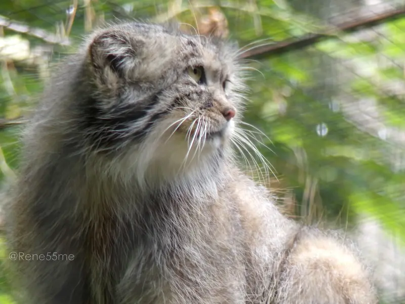 グダニスク動物園のマヌエルの写真