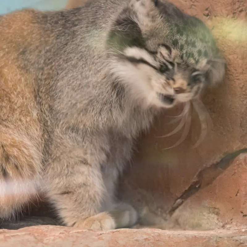 神戸市立王子動物園のイーリスの写真