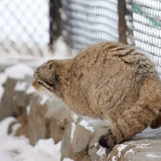 ノヴォシビルスク動物園のスネジンカの写真