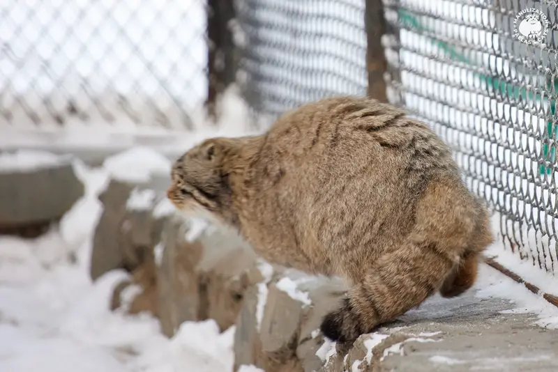 ノヴォシビルスク動物園のスネジンカの写真