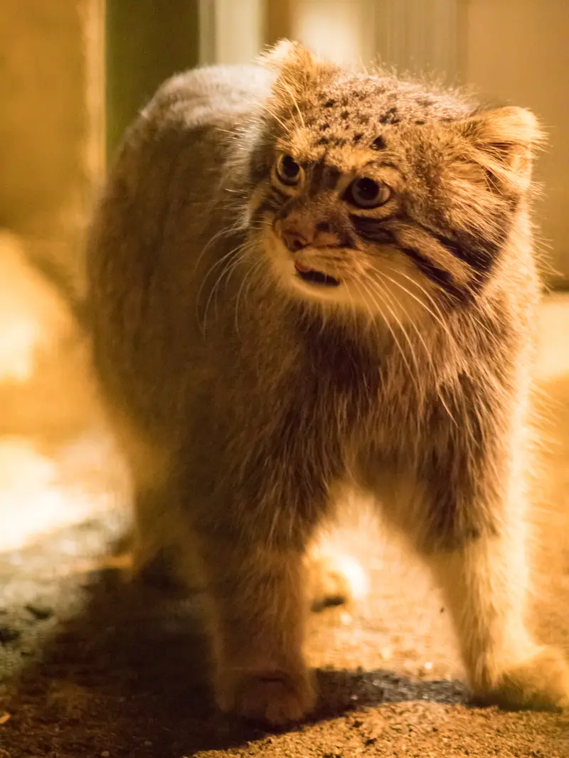 野毛山動物園のフィーガの写真
