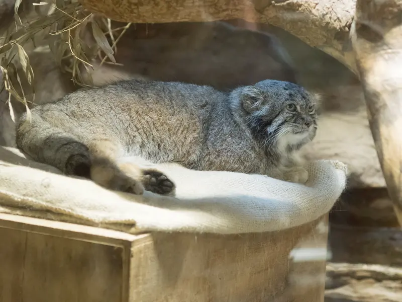 恩賜上野動物園のクリョンの写真