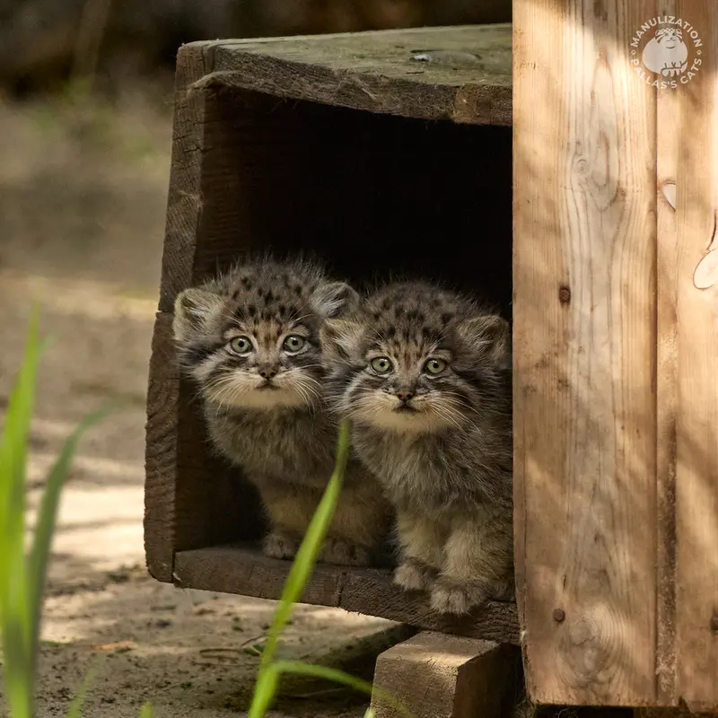 ノヴォシビルスク動物園のネザブドカとロロの娘 2024 Ⅴの写真