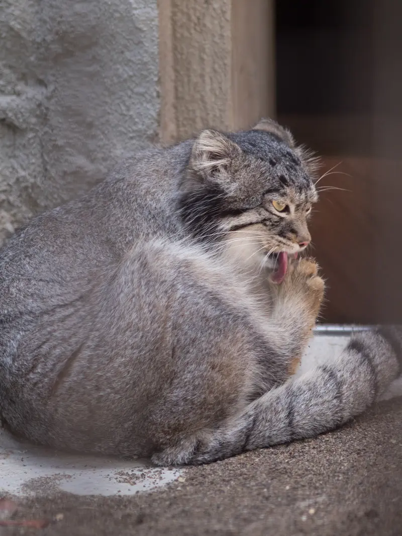 野毛山動物園のフィーガの写真