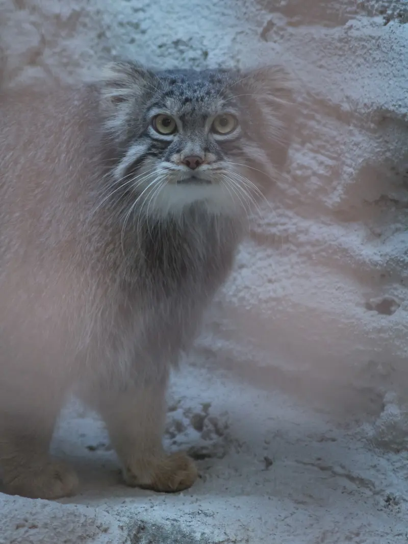 野毛山動物園のフィーガの写真