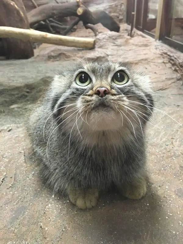 マヌルネコの写真