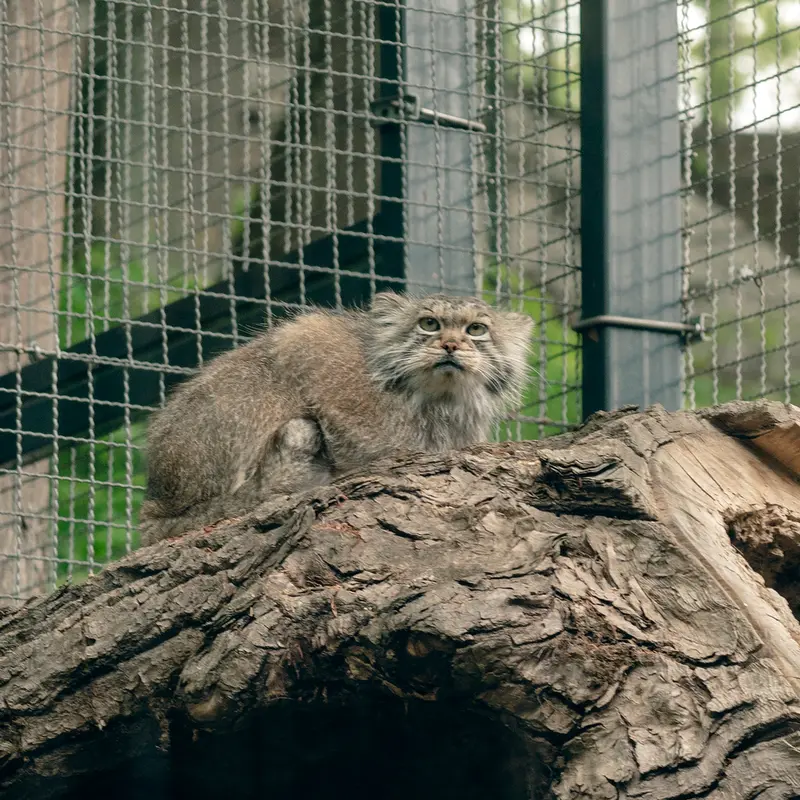 リトアニア動物園のメリッサの写真