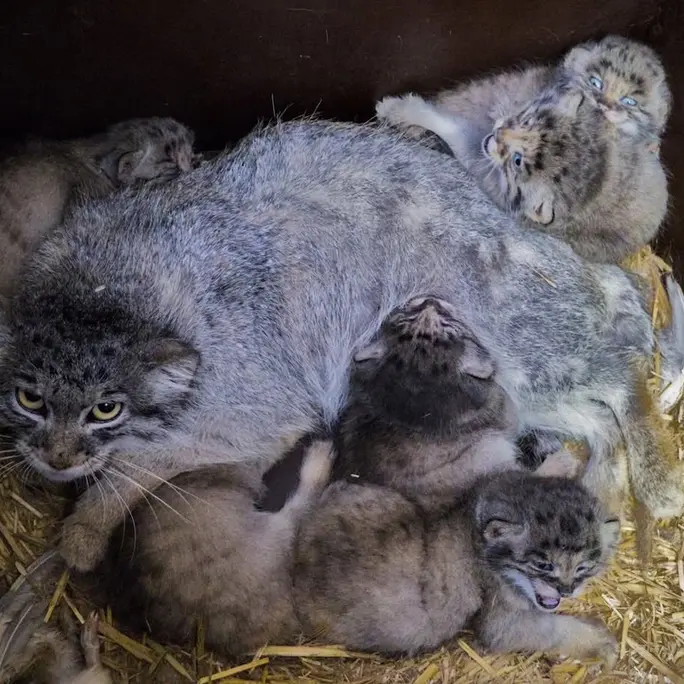 ブルノ動物園のアリウナーの写真