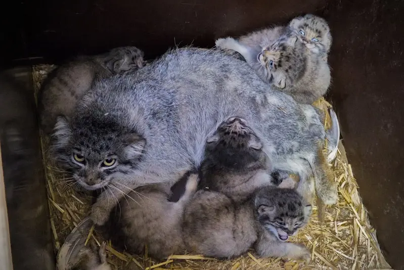 ブルノ動物園のアリウナーの写真