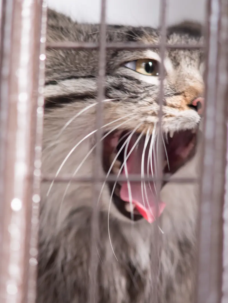 野毛山動物園のフィーガの写真