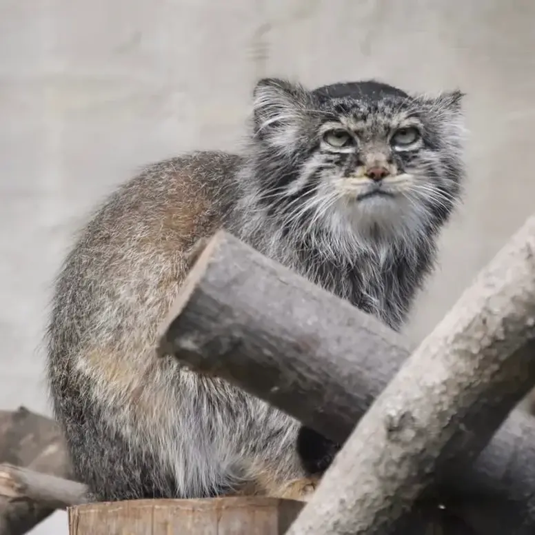 リール動物園のヴォラースの写真