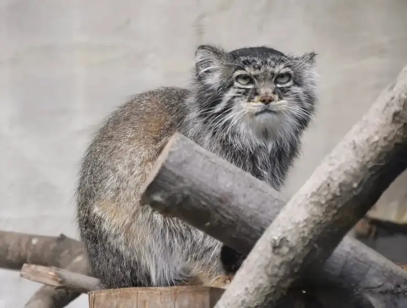 リール動物園のヴォラースの写真
