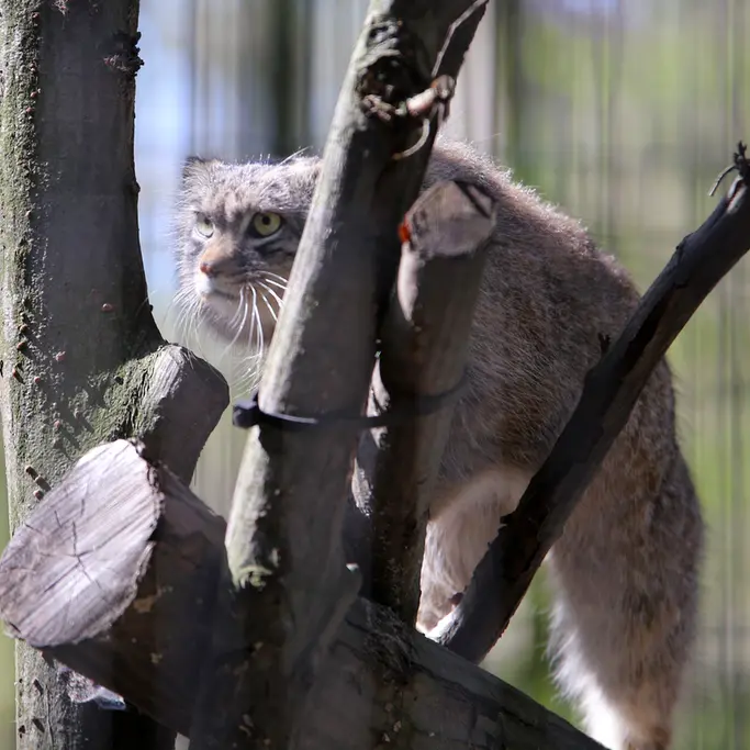 クラクフ動物園のツァスの写真