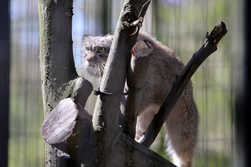 クラクフ動物園のツァスの写真