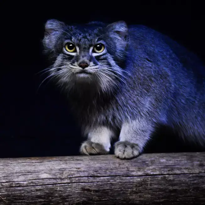 スペリオル湖動物園のパブの写真