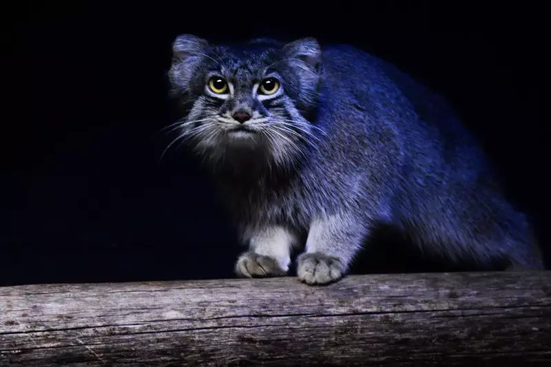 スペリオル湖動物園のパブの写真