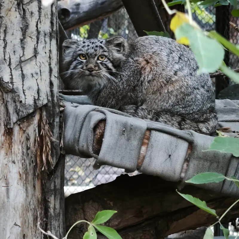 ノヴォシビルスク動物園のマヌルネコの写真
