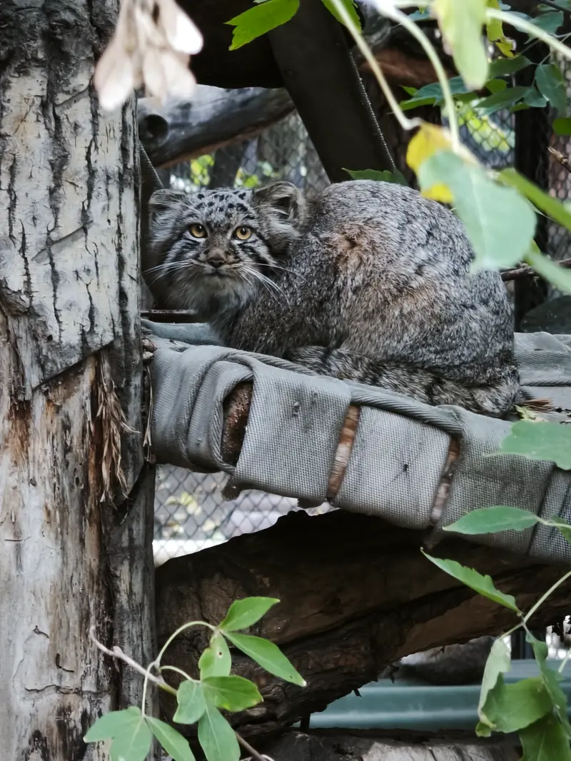 ノヴォシビルスク動物園のマヌルネコの写真