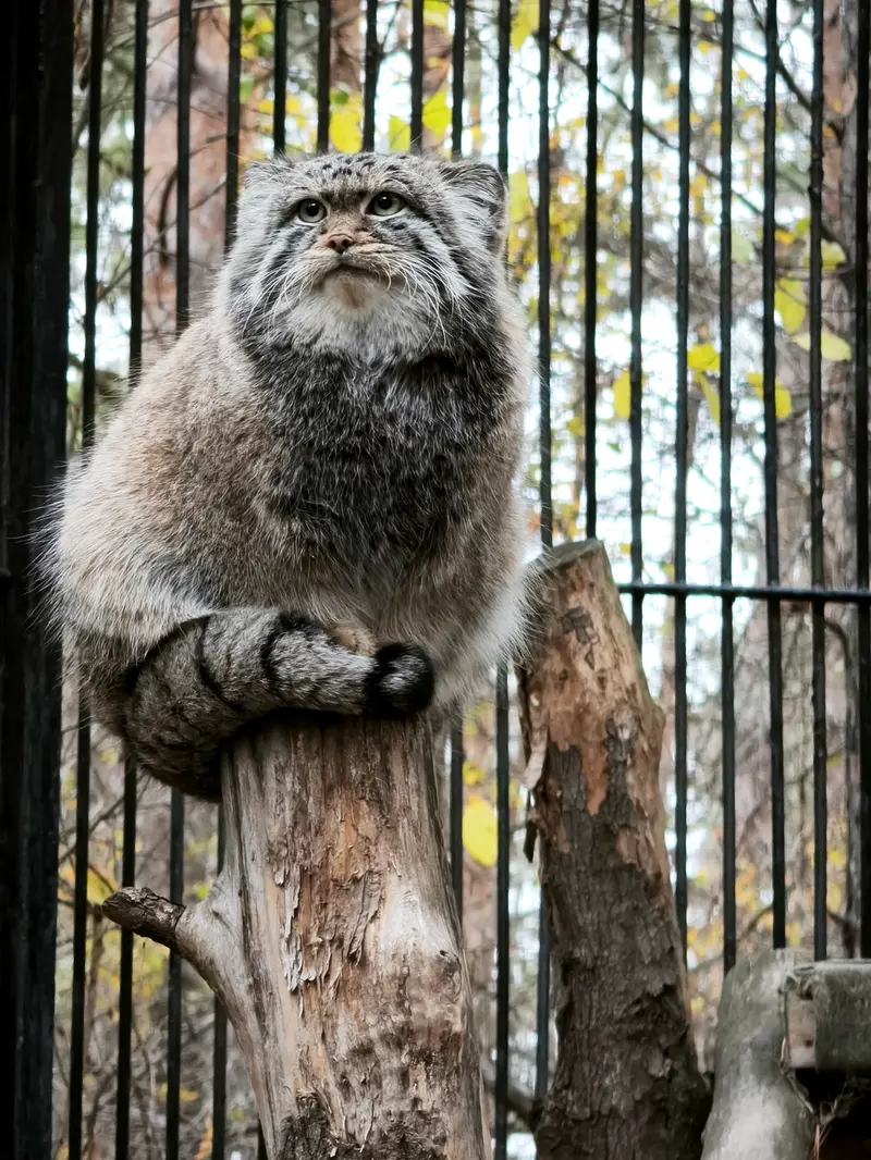 ノヴォシビルスク動物園のシルヴェスターの写真