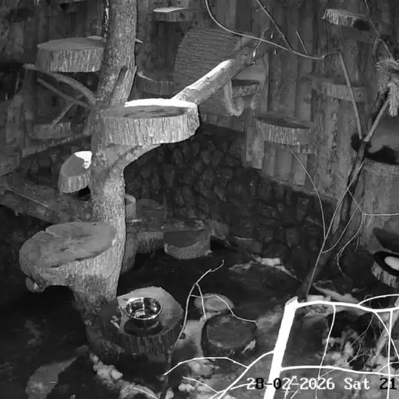 レニングラード動物園のマヌルネコの写真