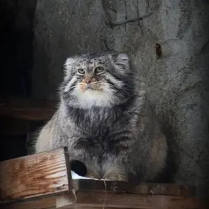 モスクワ動物園のヴァディムの写真