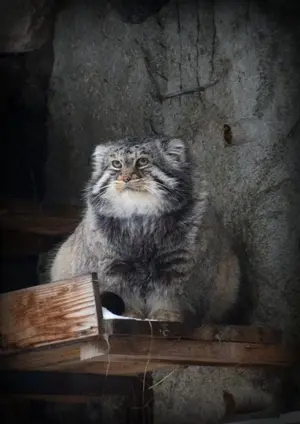 モスクワ動物園のヴァディムの写真