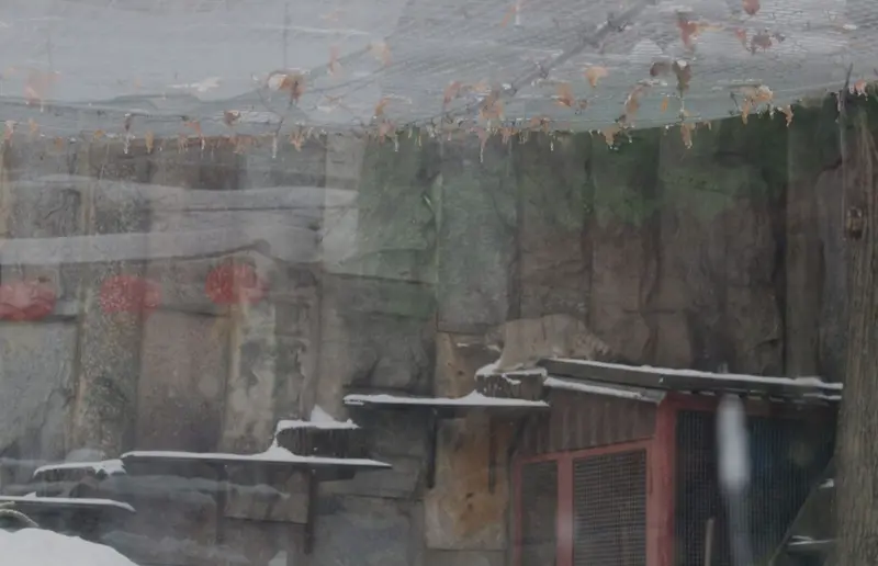 モスクワ動物園のティモフェイの写真