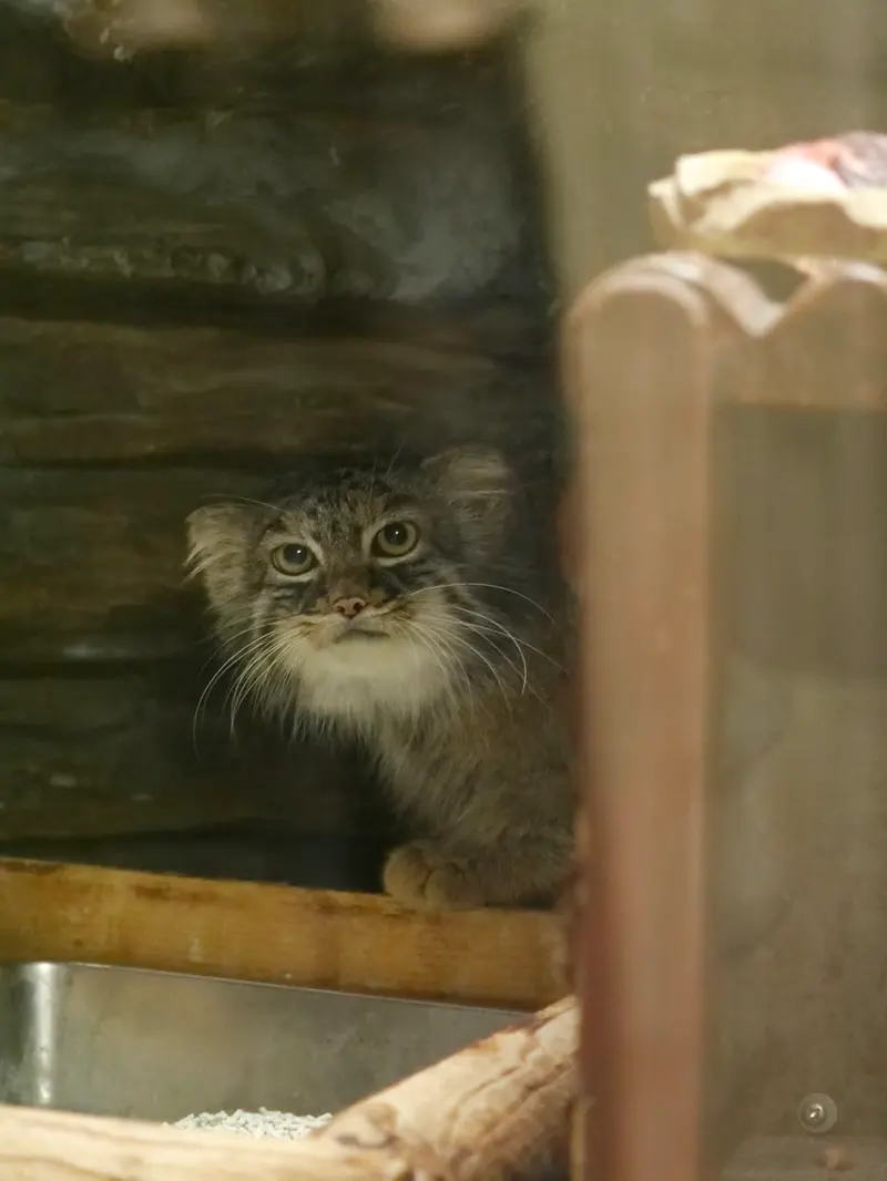 恩賜上野動物園のサフランの写真