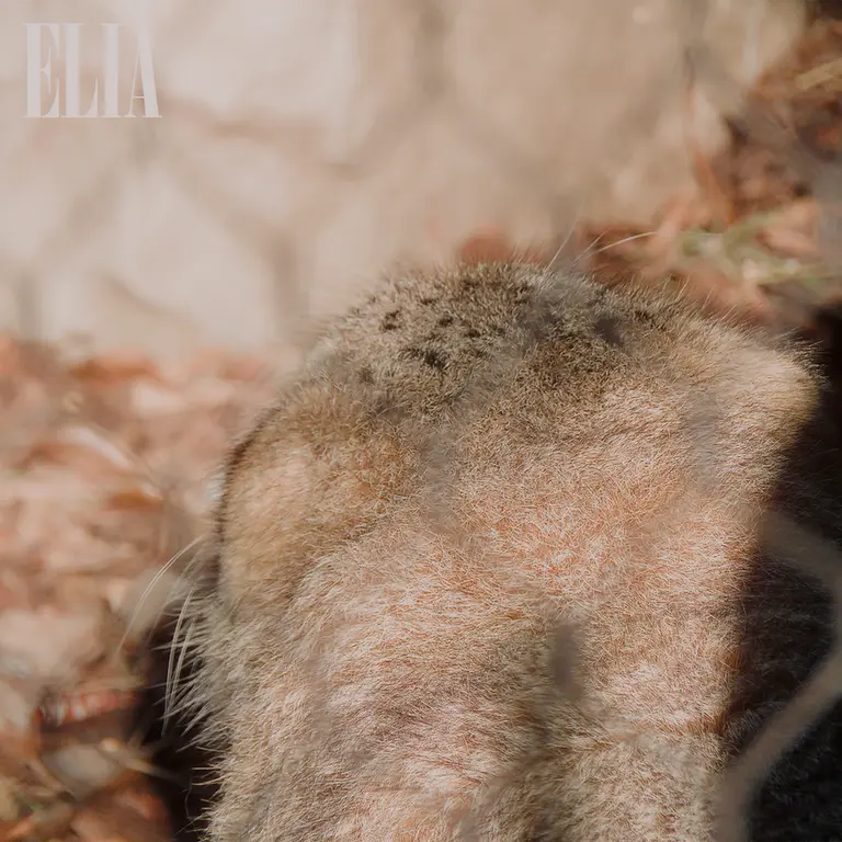 カルガリー動物園 / ワイルダー研究所のオラフの写真