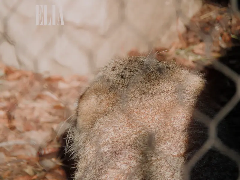カルガリー動物園 / ワイルダー研究所のオラフの写真
