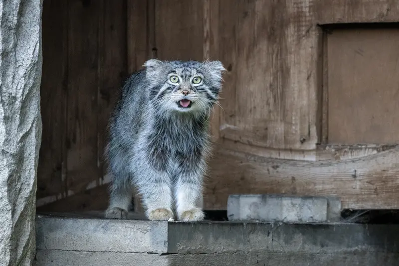 モスクワ動物園のティモフェイの写真