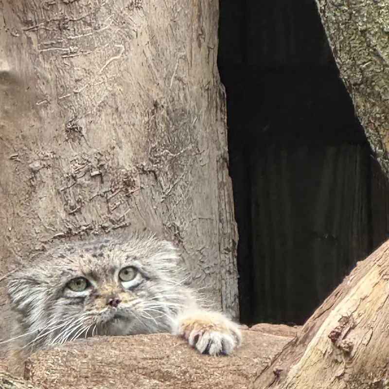 ワルシャワ動物園のジェシーの写真