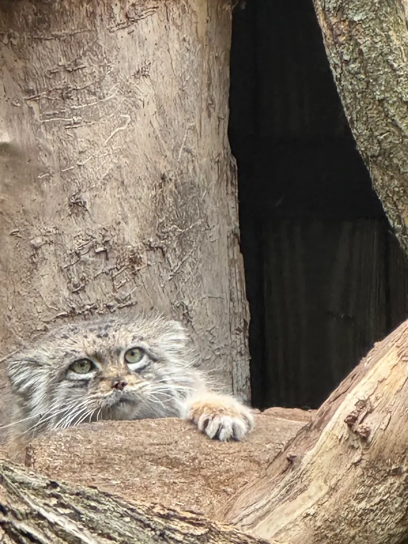 ワルシャワ動物園のジェシーの写真