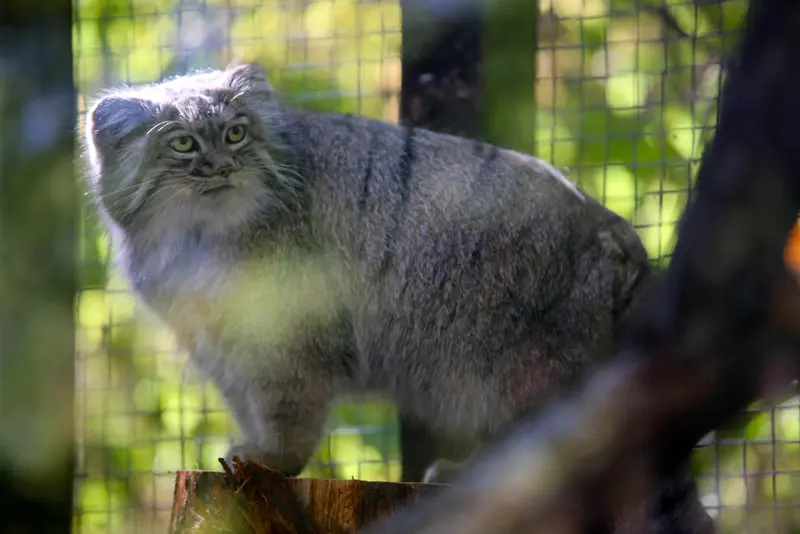 コシツェ動物園のアイセンの写真