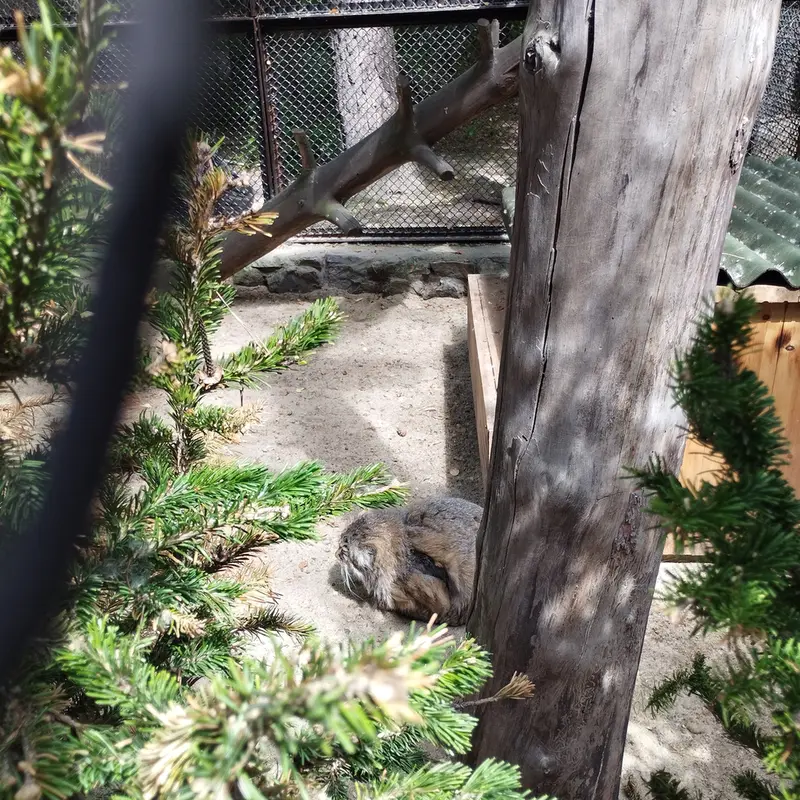 ノヴォシビルスク動物園のゼレノゴルスクの写真