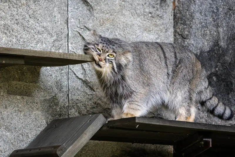 モスクワ動物園のティモフェイの写真