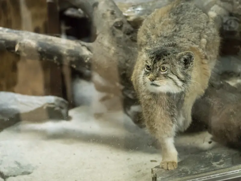 恩賜上野動物園のプリームラの写真