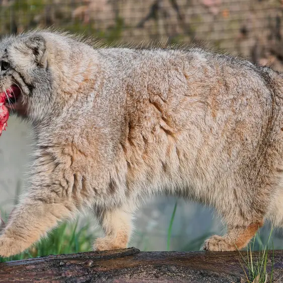 グダニスク動物園のウラの写真