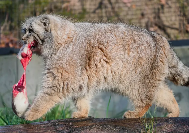 グダニスク動物園のウラの写真