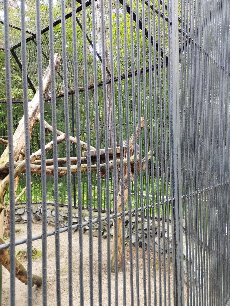 ノヴォシビルスク動物園のマヌルネコの写真