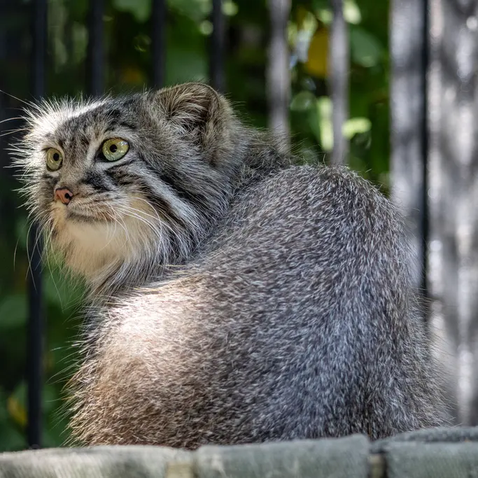 ノヴォシビルスク動物園のガビの写真