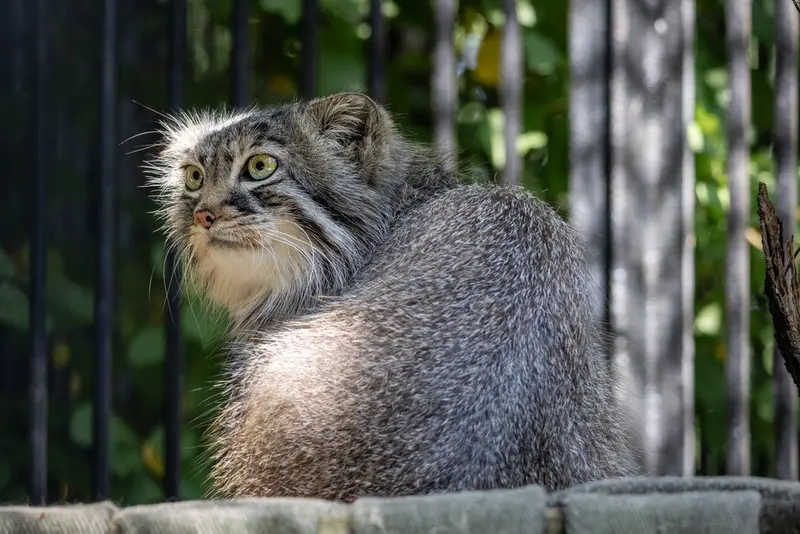 ノヴォシビルスク動物園のガビの写真