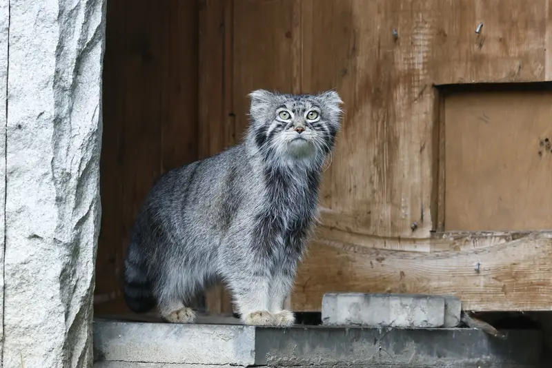 マヌルネコの写真